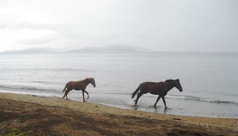 Aroha Taveuni Beachfront Bures Waiyevo Esterno foto